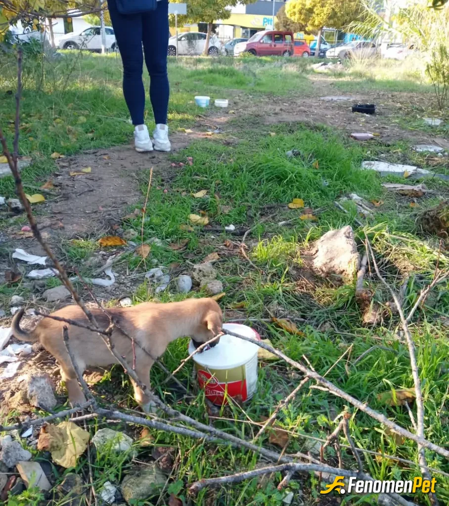 Sokak hayvanı besleme: Sokakdaki dostlar