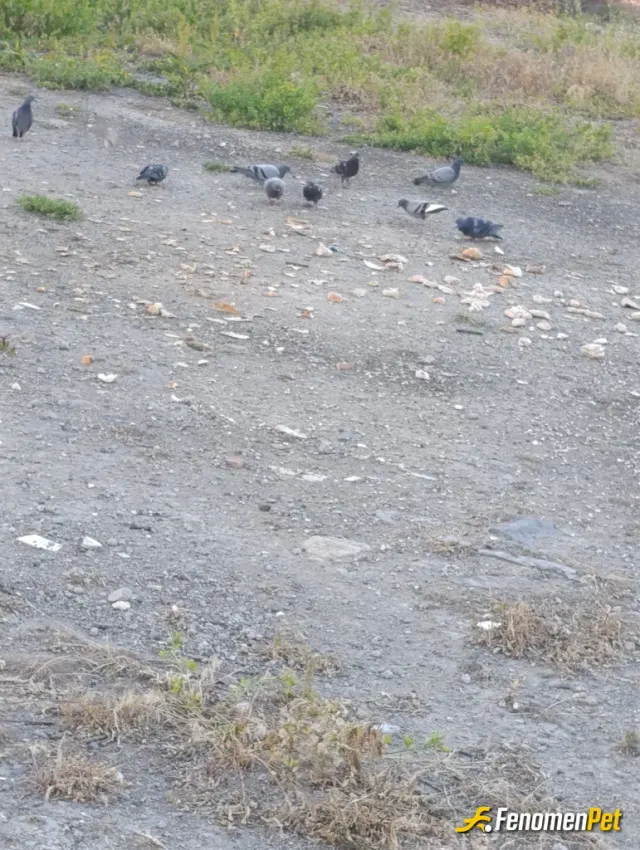 Sokak hayvanı besleme: 💙