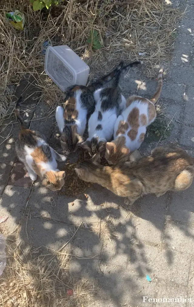 Sokak hayvanı besleme: Kedicikler