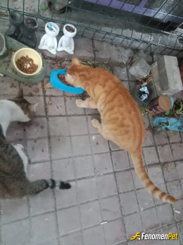 Sokak hayvanı besleme: #FENOMENPET
Sokak hayvanları için bir kap su bir kap mamayı esirgemeyelim etkinlik için teşekkürler ayrıca sa