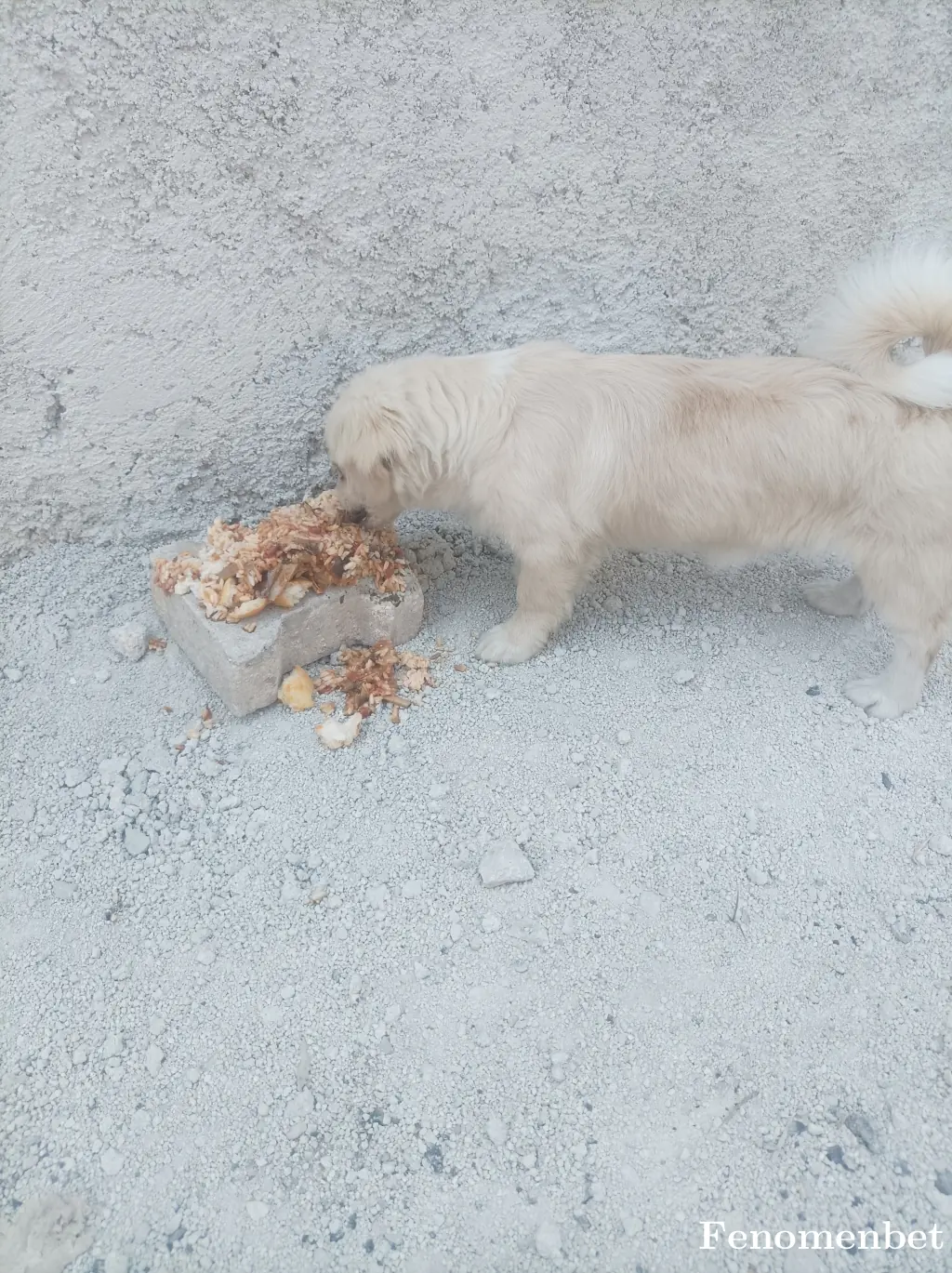 Safak145301 tarafından paylaşılan fotoğraf