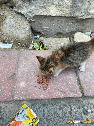 Sokak hayvanı besleme: Yolda yürürken peşime takıldı