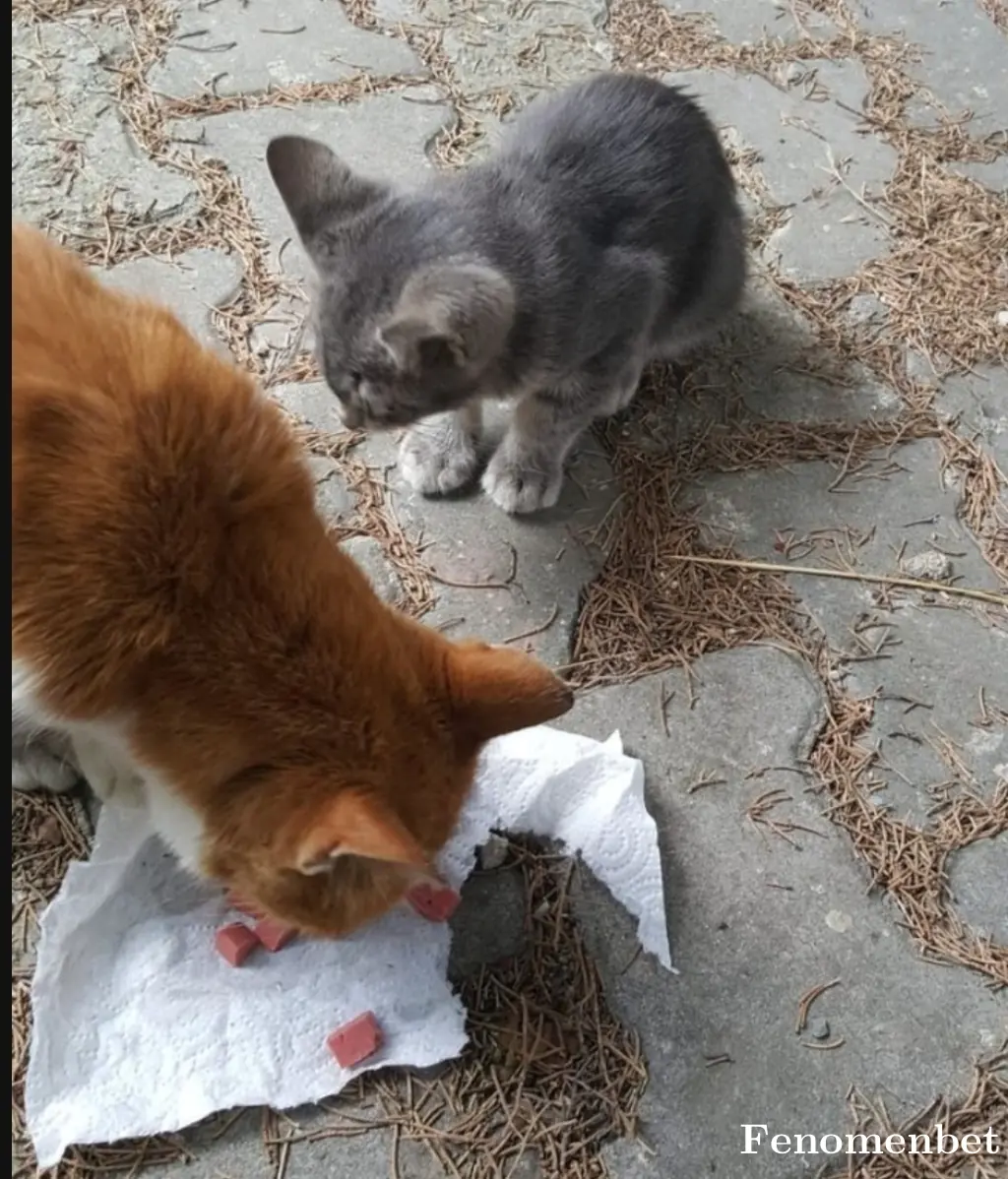 IBoooo tarafından paylaşılan fotoğraf