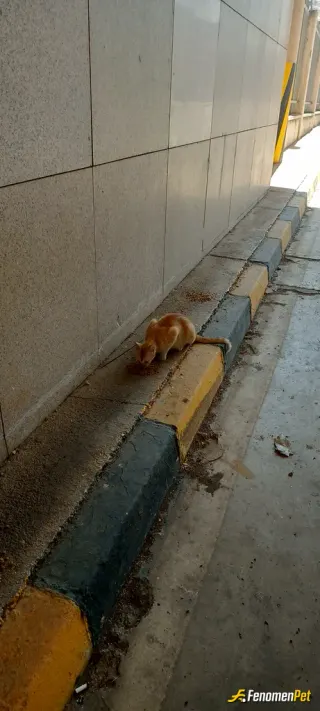Sokak hayvanı besleme: Gümrüğün gülü can dostum..