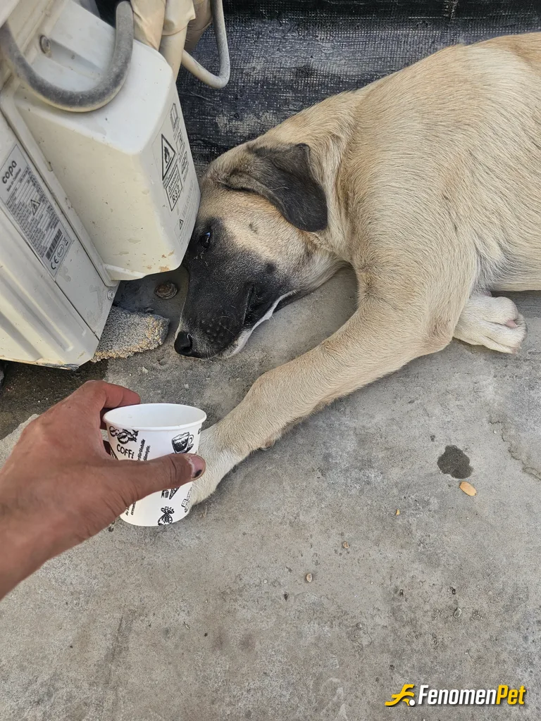 Sokak hayvanı besleme: Bu sıcak havalarda en iyisi bolbol su verebilmektir onlara