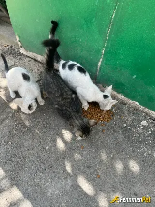 evognss16 sokak hayvanını beslerken çektiği fotoğraf