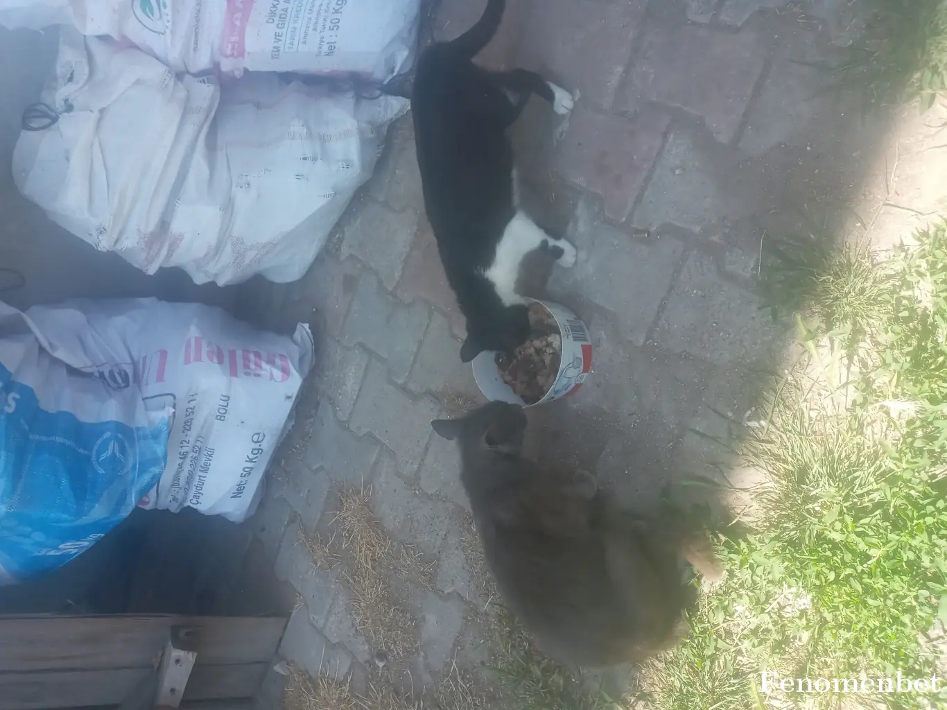 yalniz85 tarafından paylaşılan fotoğraf