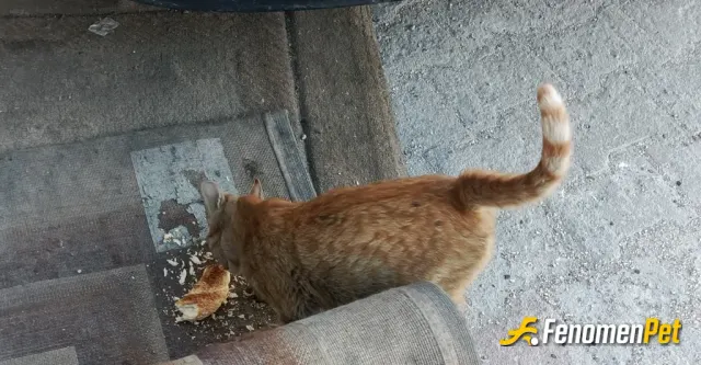 Sokak hayvanı besleme: Onları koruyalım onlar masumdur
