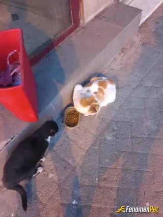 Sokak hayvanı besleme: Kedicikler