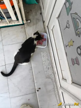 Sokak hayvanı besleme: Kapımıza gelen her 4 pati li canlıya asla hayır demeyiz.