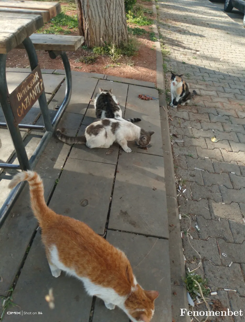Atilla009 tarafından paylaşılan fotoğraf