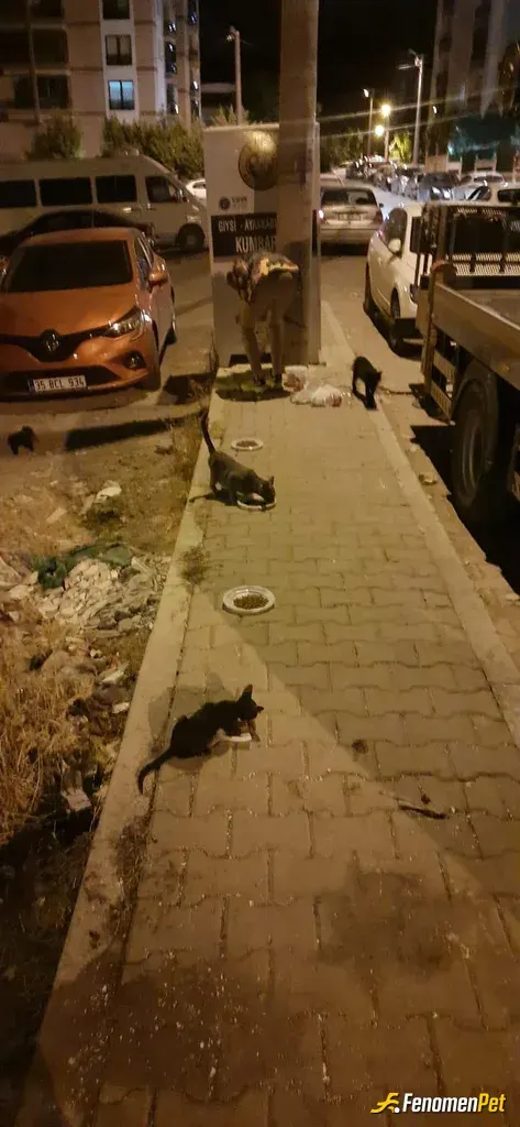 Sokak hayvanı besleme: Hergun beslediğim kedilerim insana tek iyi gelen şey asla nankör değiller gözlerinin içine baktıklarında anlıy