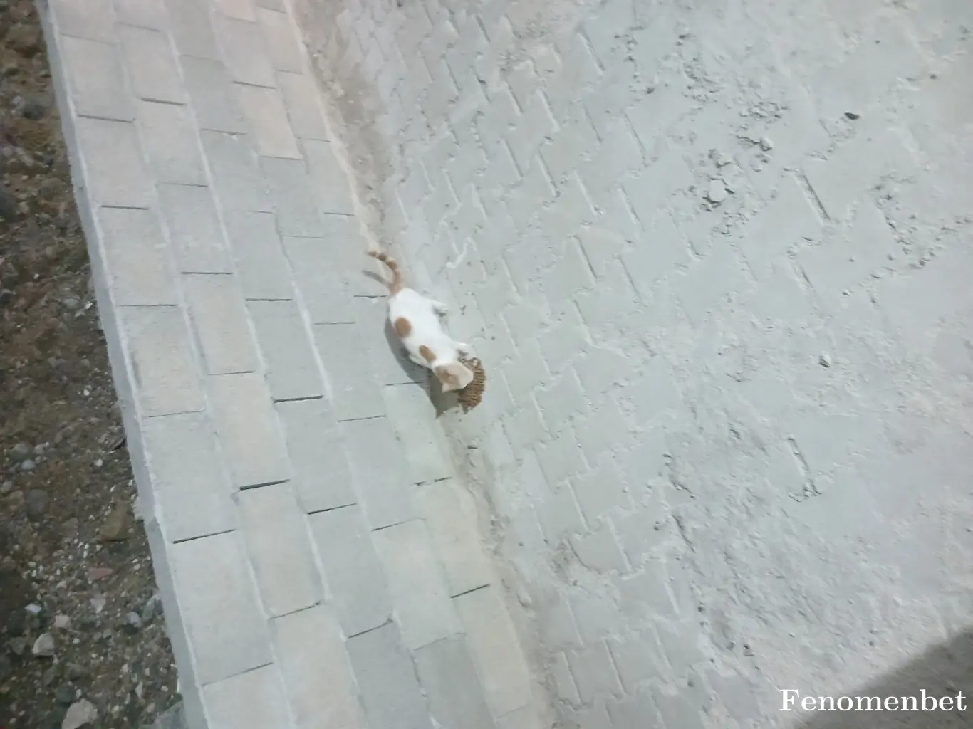 AlicMehmet23 tarafından paylaşılan fotoğraf
