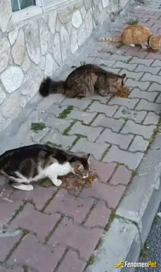 Sokak hayvanı besleme: 🥰🥰🥰🥰🥰🥰