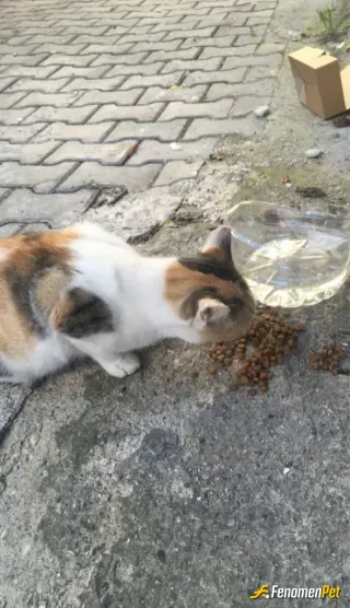Sokak hayvanı besleme: Evime yakındaydı bu minnoş