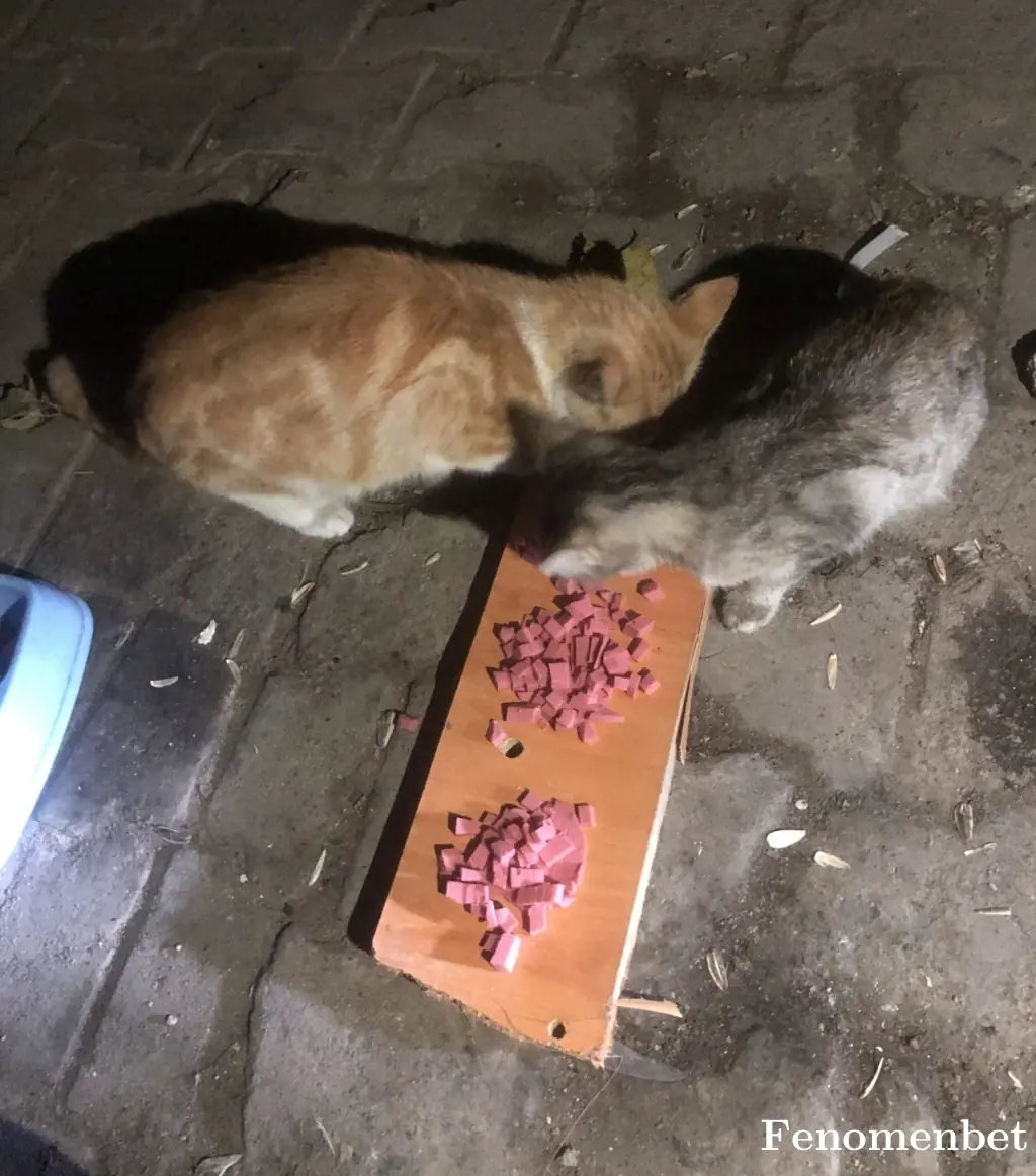 Mia3465 tarafından paylaşılan fotoğraf