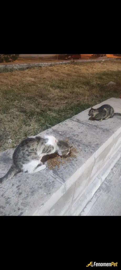 Sokak hayvanı besleme: #fenomenpet petrolde çalışıyorum zaten burda 5 6 tane böyle canlar var elimden geldiğince mama su veriyorum am