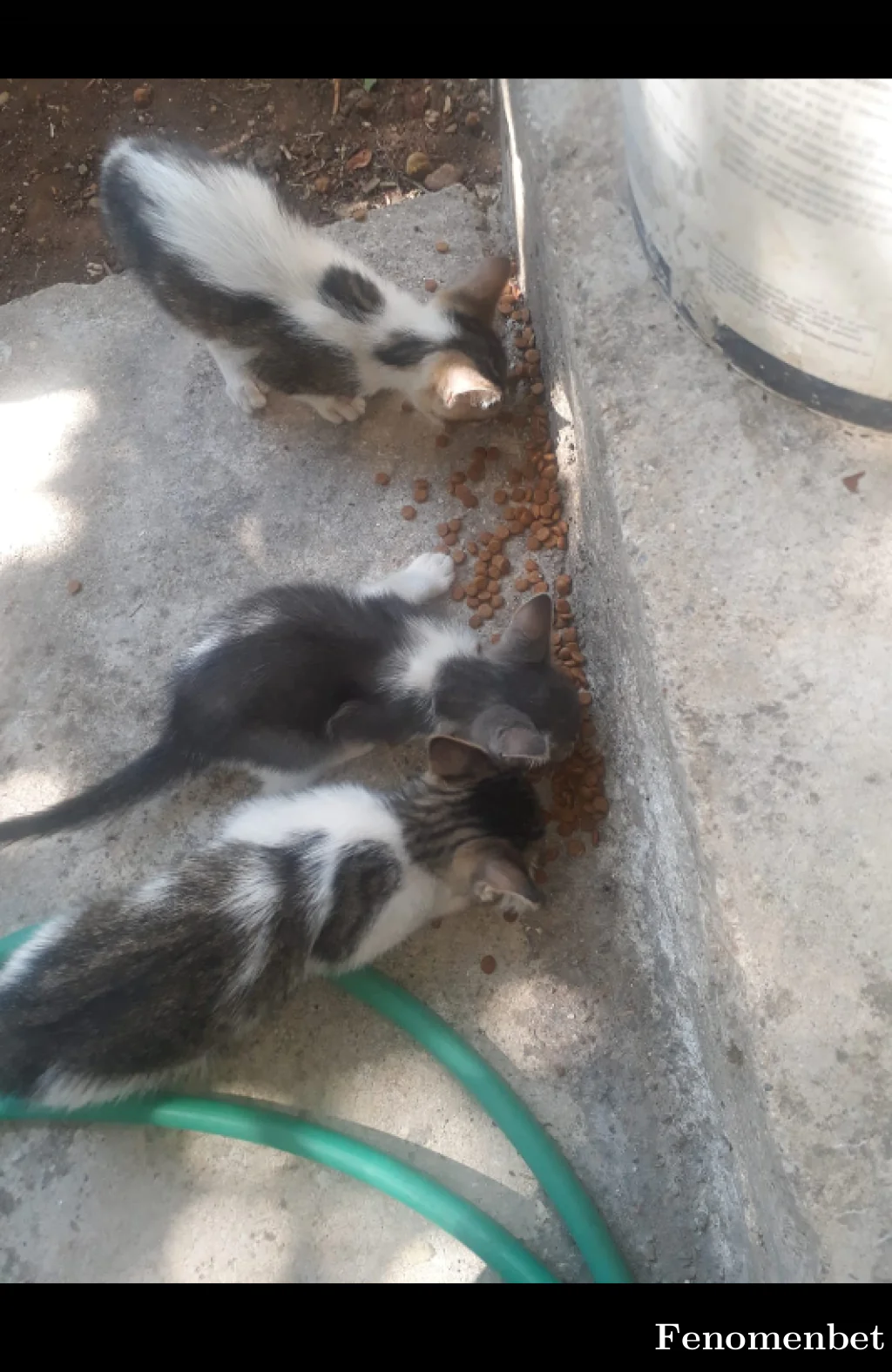 Cam1lord tarafından paylaşılan fotoğraf