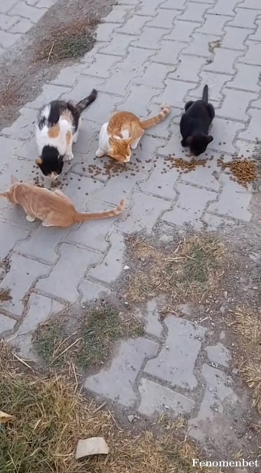 Mustafasen1 tarafından paylaşılan fotoğraf