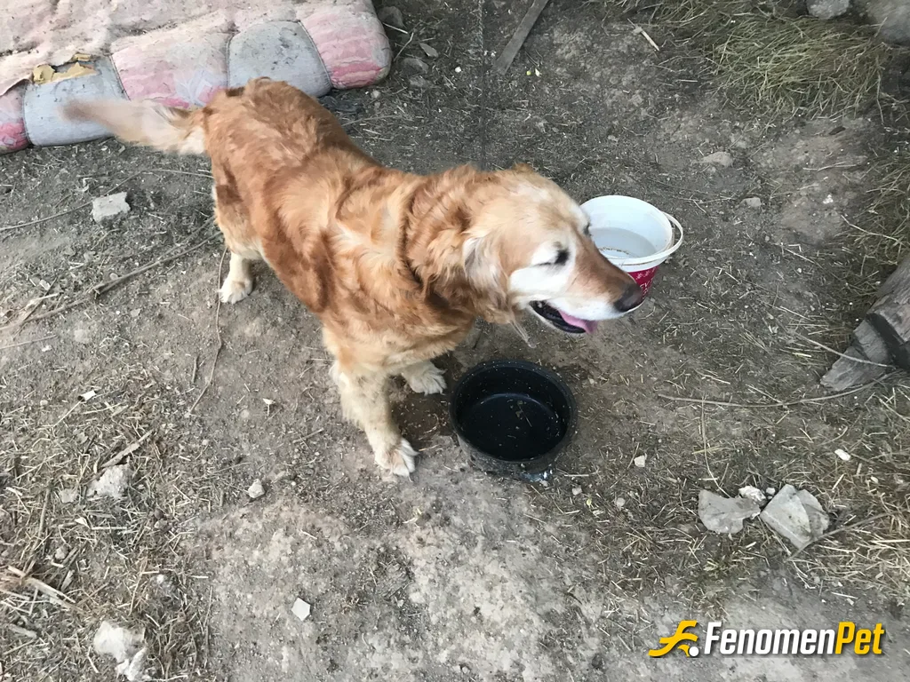 husoishere sokak hayvanını beslerken çektiği fotoğraf