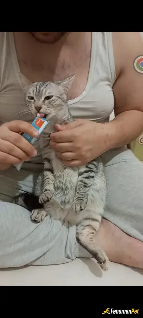 Sokak hayvanı besleme: Onlara sıvi odul mamasi ve kuru mama ile besliyorum😍😍😍