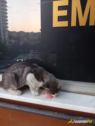 Sokak hayvanı besleme: Bu yakışıklıyı ofisimizde ağırlıyoruz artık #fenomenpet Pati dostu