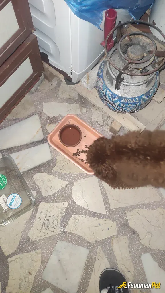 Sokak hayvanı besleme: Hayvan dediklerimiz yeri geldiğinde insandan daha merhametlidir 🙏