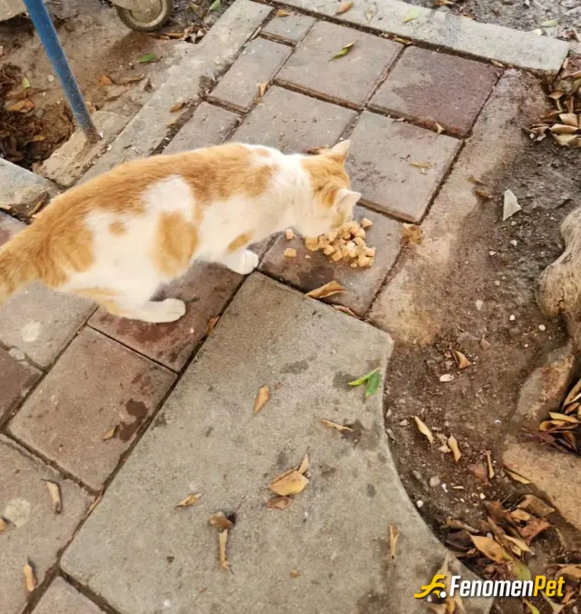 Sokak hayvanı besleme: Sokaktaki kedi köpeklere devamlı mama alıp veriyorum