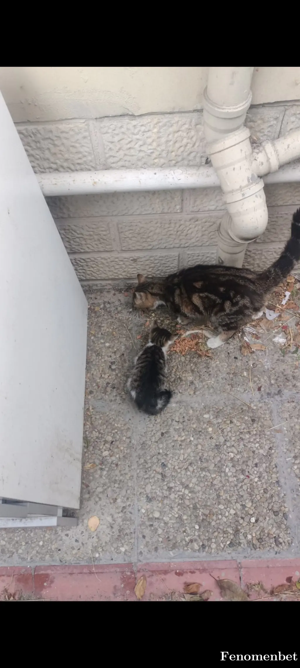 GameVito  tarafından paylaşılan fotoğraf