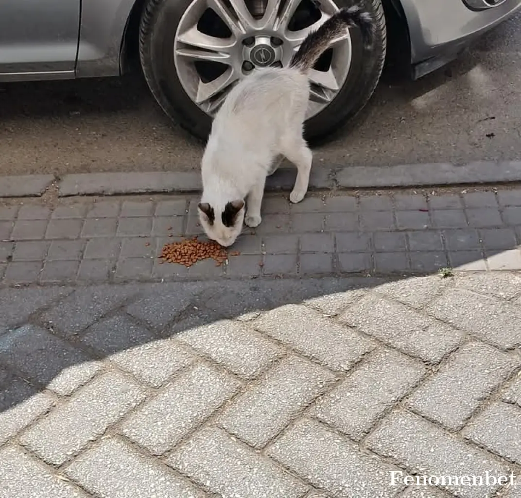 aayyrr tarafından paylaşılan fotoğraf