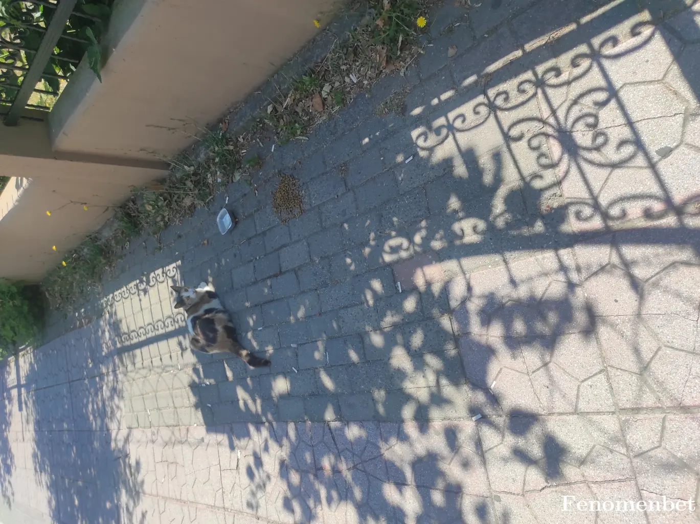 Karacacelik tarafından paylaşılan fotoğraf