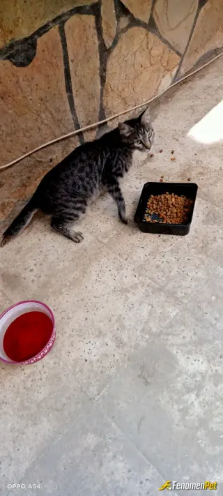 Sokak hayvanı besleme: kampanya icin tesekkurler fenomenbet....sayenizde ac kalmiyorlar