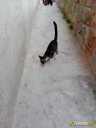Sokak hayvanı besleme: bugun bir kedi geldi evimize. ac oldugu belliydi. dolaptan sucuk alip besledim