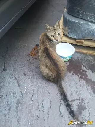 Sokak hayvanı besleme: Mama ve şu verdim