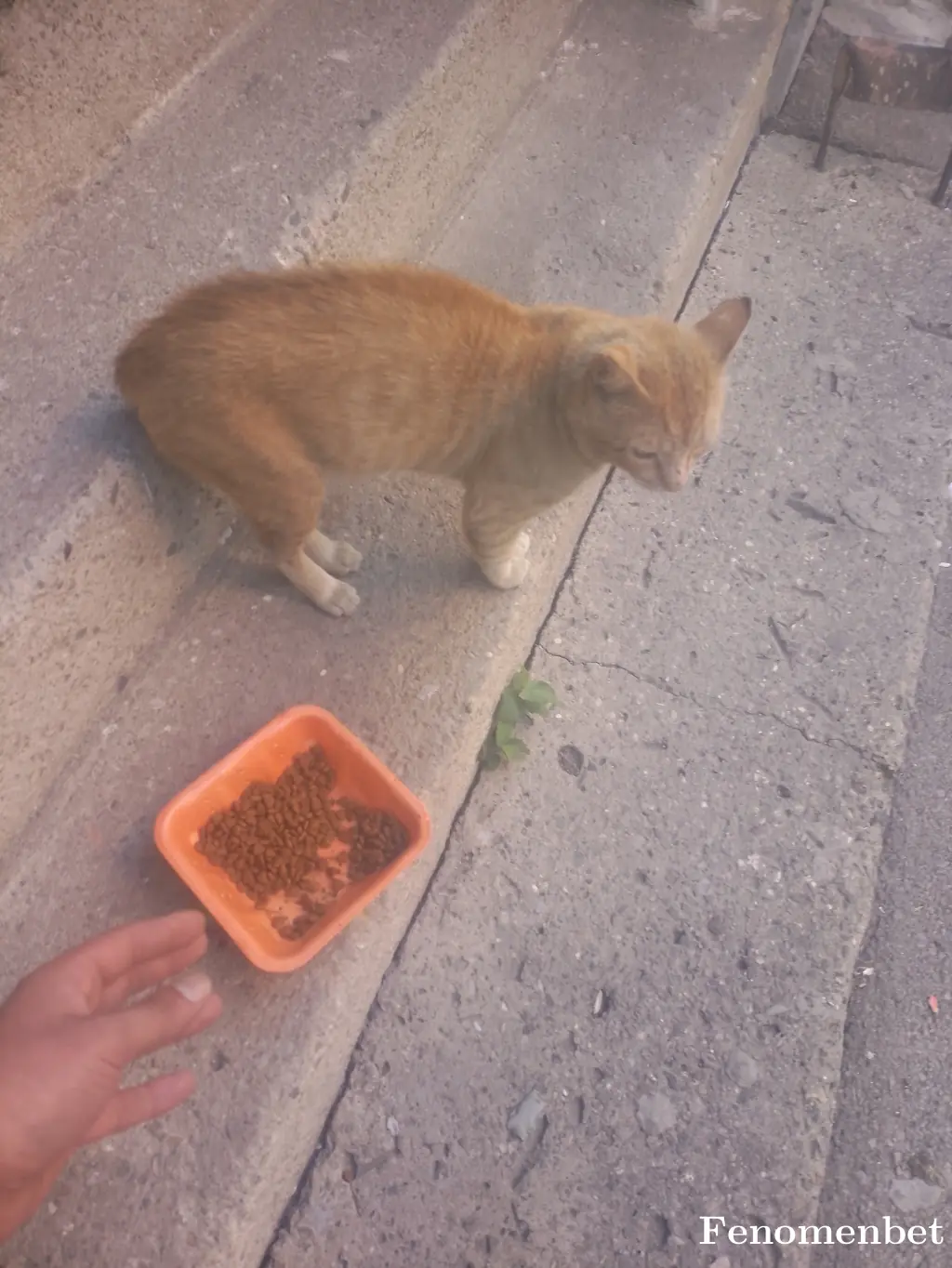 Orhan716 tarafından paylaşılan fotoğraf