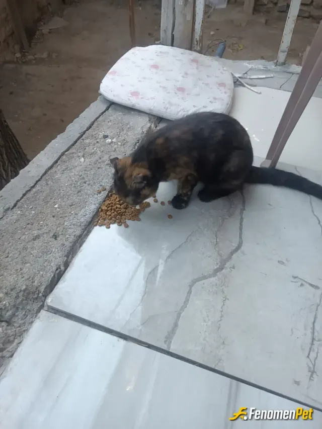 Sokak hayvanı besleme: #Fenomenpet insana kalan tek şey yaptığı iyiliklerdir.