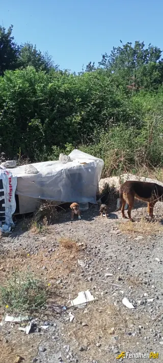 Sokak hayvanı besleme: Bugün de bunlar nasiplendi