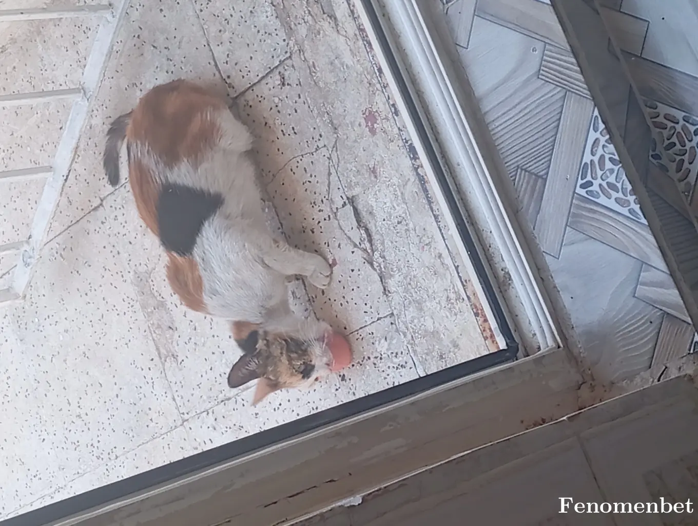 Cengiz27 tarafından paylaşılan fotoğraf