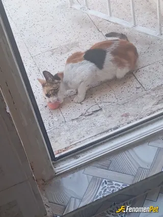 Sokak hayvanı besleme: Sokak hayvanları beslemek guzel dir