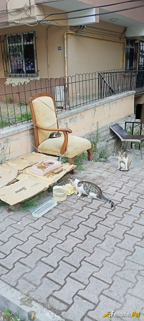 Sokak hayvanı besleme: Bugünde böyle olsun