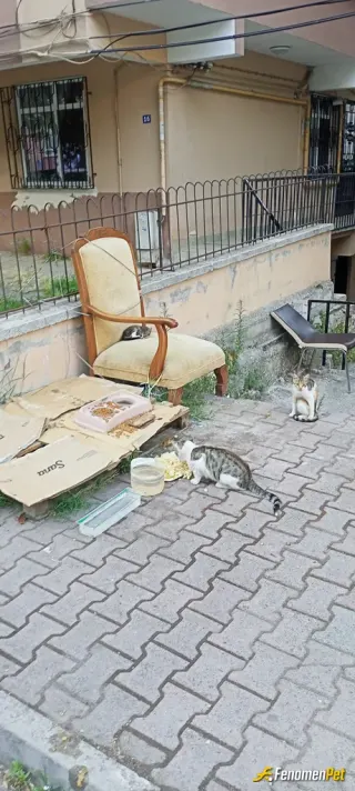 Sokak hayvanı besleme: Bugünde böyle olsun