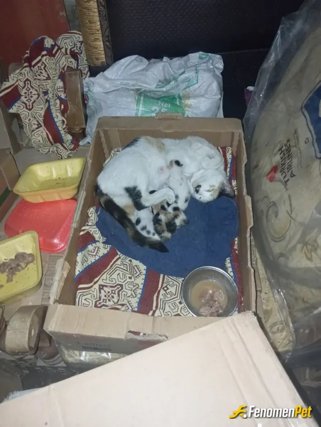 Sokak hayvanı besleme: Doğuran anne kedileri ve yavrularına yuva yaptım ve 2 aydır bakıyorum