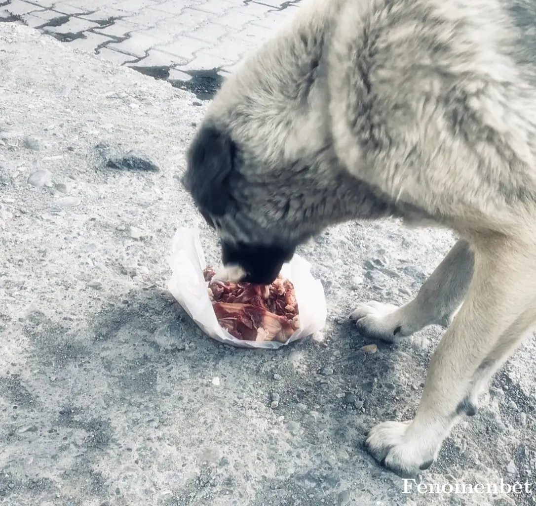 fspt20  tarafından paylaşılan fotoğraf