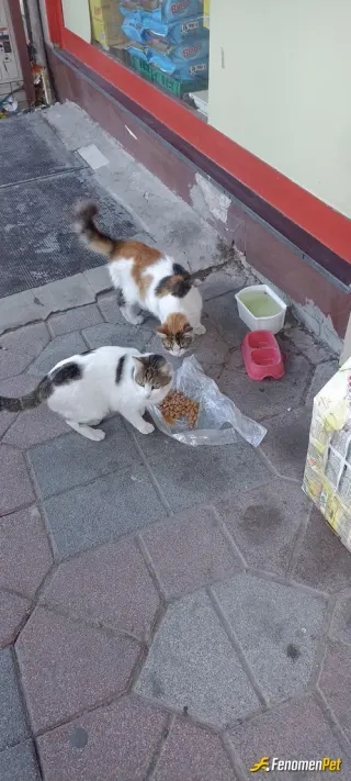 Sokak hayvanı besleme: Düzenli olarak sokak hayvanlarını beslemeye ve bakımlarını yapmaya çalışıyorum