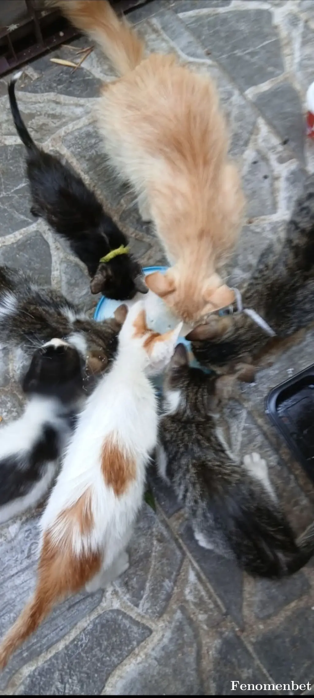 Hamdu1212 tarafından paylaşılan fotoğraf