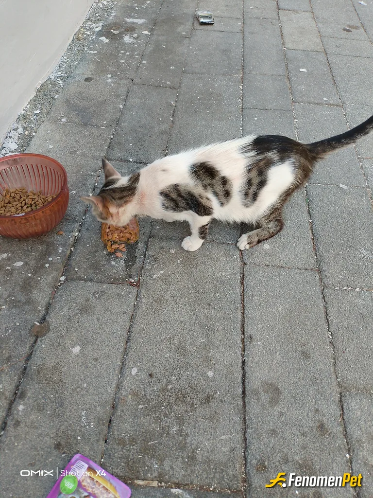 Atilla009 sokak hayvanını beslerken çektiği fotoğraf