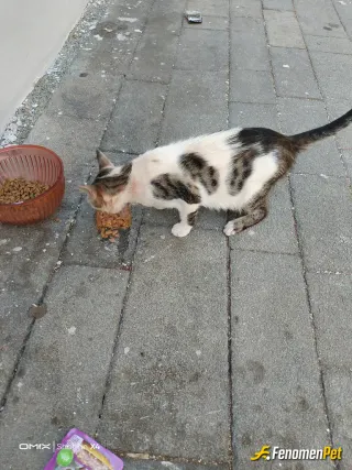 Atilla009 sokak hayvanını beslerken çektiği fotoğraf