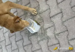 Sokak hayvanı besleme: .
