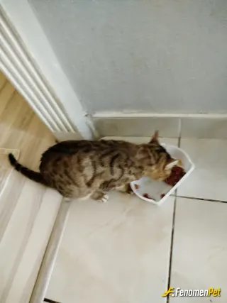 Sokak hayvanı besleme: #Fenomenpet 
#Kapıkomşum
#🐈