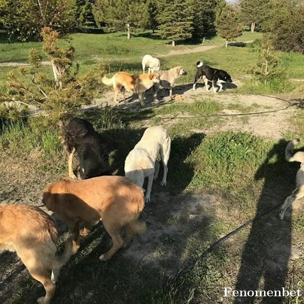 Lolo44 tarafından paylaşılan fotoğraf